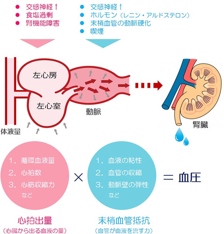 血圧の説明図「心拍出量×末梢血管抵抗＝血圧」